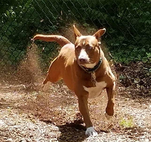 Dog Running Outside