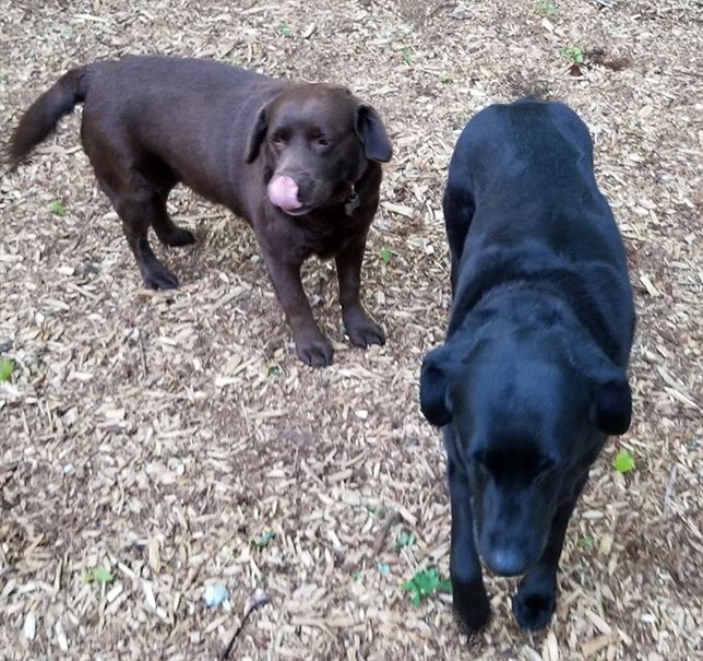 Dogs Playing Outside