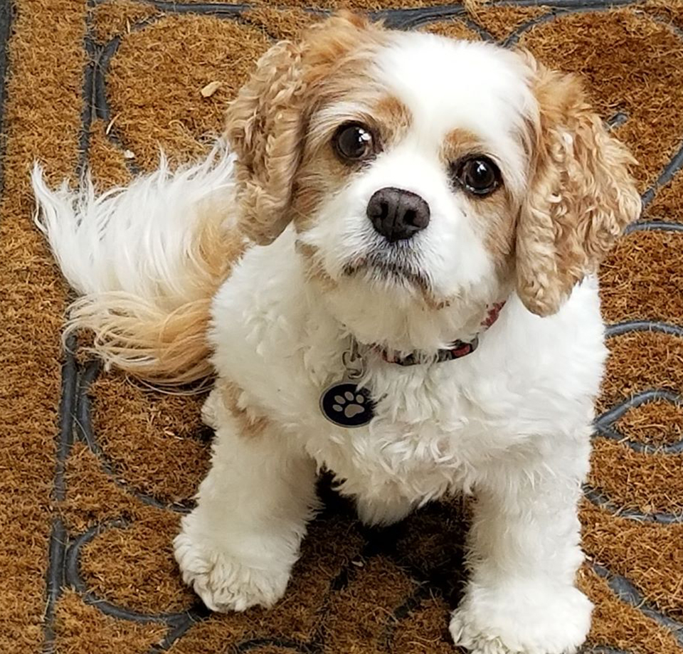 Adorable Dog