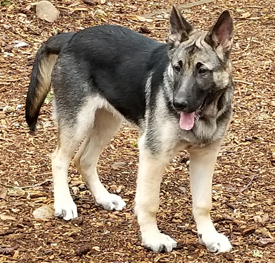 German Shepherd