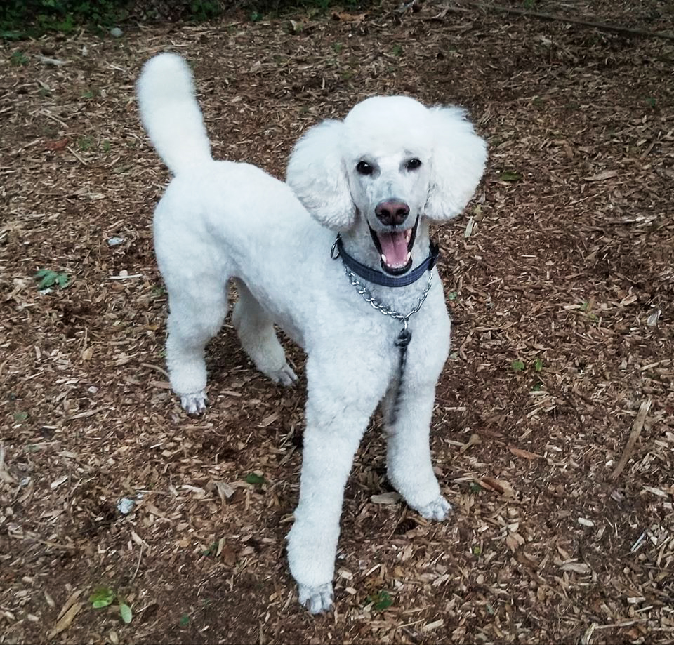Beautiful Dog