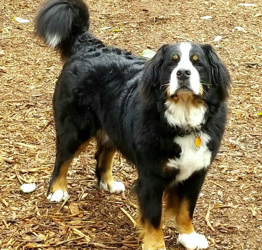 Bernese Mountain Dog