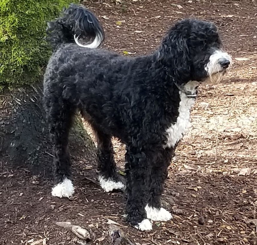 Labradoodle